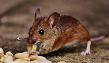 24 Hour & Emergency Exterminators in Springfield, CO